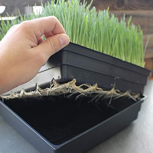 10" x 10" Garden Growing Trays with Drain Holes - 10-pack Recyclable Plastic Plant Trays for Wheatgrass Sprouting Tray, Microgreens Growing Trays, Hydroponic Trays, Nursery Flats, Greenhouse Supplies - Image 4