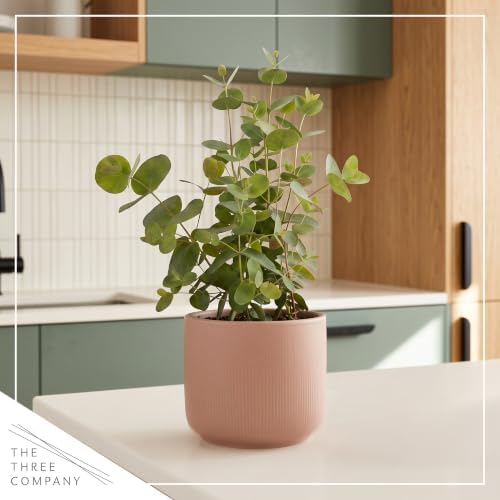 The Three Company Herb - Live Aromatic Herb, Eucalyptus (6 Pack) - Image 6
