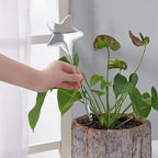 Tofficu 3pcs Star Shaped Glass Watering Bulbs for Indoor Plants Automatic - Image 6