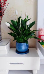 Yukfona Ceramic Plant Saucer Tray 1 Pcs 12 Inch Blue, 12.5" OD x11.9 ID x1.6 Deep| Fits Flower pots Bottom≤ 11.9", Heavy Duty Glazed Round Planter Drip with Catch Basin for Indoor Outdoor Plants - Image 5