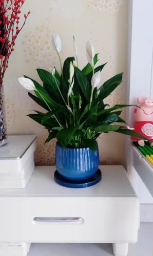 Yukfona Ceramic Plant Saucer Tray 1 Pcs 12 Inch Blue, 12.5" OD x11.9 ID x1.6 Deep| Fits Flower pots Bottom≤ 11.9", Heavy Duty Glazed Round Planter Drip with Catch Basin for Indoor Outdoor Plants - Image 5