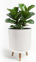Bamworld Self Watering Pots for Indoor Plants with Water Level Indicator by Bamworld