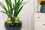 4-Pack Frog Plant Watering Globes Decorative Self Watering Spikes Planter Insert Terracotta Plant Watering Devices Automatic Plant Waterer for Indoor Outdoor Plants - Image 6