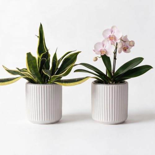 Ceramic Self Watering Plant Pot for Indoor Plant,5 inch,White,2pack by TineDew