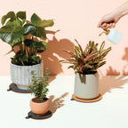 Modern Sprout Plant Mister - 8 oz Indoor Watering Can & Sprayer - White - Image 6