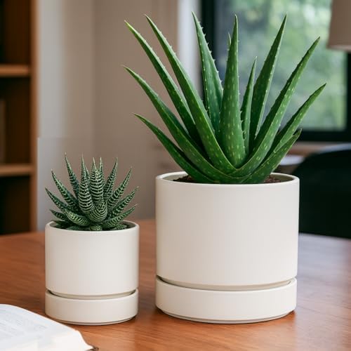 Phoenix Vine 6 Inch Planter Pot with Drainage Hole & Saucer, Deep Water Catch Tray, Straight Cylindrical Round Pot for Plants, Oatmeal, Pack of 2, 23-E-S-2 - Image 7