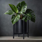 D'vine Dev Plastic Pot with Ebony Wood Stand, Black, 12 in, 55-C-Q-2 - Image 2