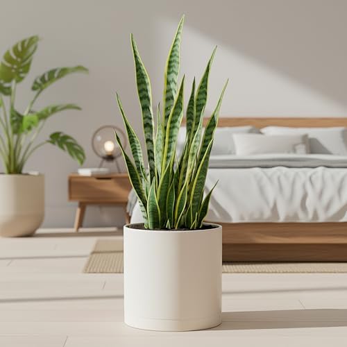 D'vine Dev Plastic Planter Pot with Saucer, 10 in, Oatmeal, 74-X-H-2 - Image 6