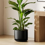 LE TAUCI 12 Inch Pots for Plants, Ceramic Planter with Saucer, Black by LETAUCI