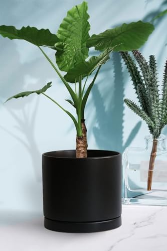Yukfona Ceramic Plant Saucer Tray 1 Pcs 10 Inch Black, 10.83" OD x10.24 ID x1.1 Deep| Fits Flower pots Bottom≤ 10.24", Heavy Duty Glazed Round Planter Drip with Catch Basin for Indoor Outdoor Plants - Image 6