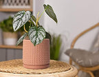 D'vine Dev Beaded Terracotta Pot with Saucer, 6 in, Terra Cotta, 27-C-X-7 - Image 5