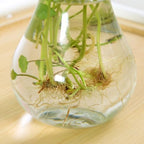 3pcs Glass Vase for Hydroponic Plants, Decorative Flower Display Xmas - Image 3
