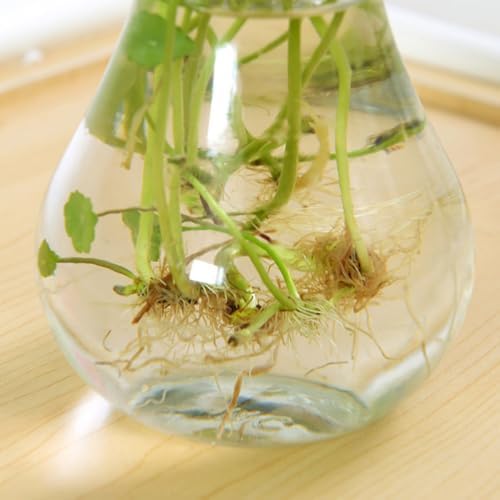 3pcs Glass Vase for Hydroponic Plants, Decorative Flower Display Xmas - Image 3