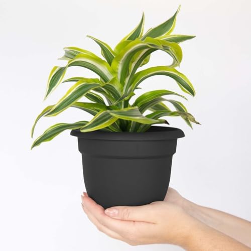 Bloem Ariana 6" Plastic Self-Watering Planter, Black, 4-Pack - Image 2