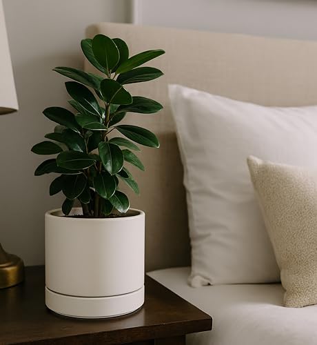 Phoenix Vine 8 Inch Planter Pot with Drainage Hole & Saucer, Deep Water Catch Tray, Straight Cylindrical Round Pot for Plants, Oatmeal, Pack of 1, 23-E-T-1 - Image 7