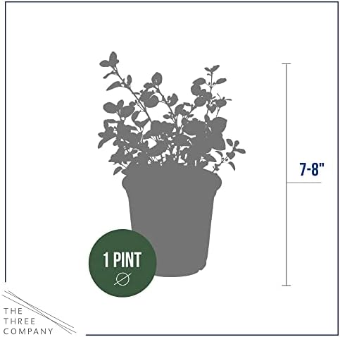 The Three Company Herb - Live Aromatic Herb, Oregano (4 Pack) - Image 4