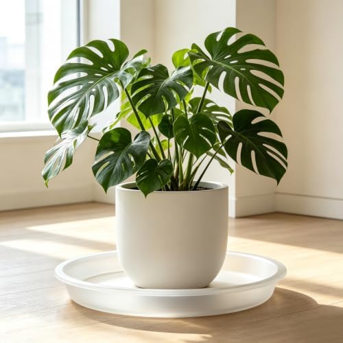 TITE 3 Pack Plant Saucer Heavy Large Planter Durable Thicker Plastic Plant Trays for Indoors and Outdoor,Plant Saucer Drip Trays (Transparent, 16 inch) - Image 7