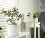 D'vine Dev 2-Pack White Plastic Planters with Saucers, 8 in, 74-Z-M-1 - Image 5