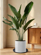 Kalolary 20 Inch Plant Saucer for Potted Plant Silicone Plant Trays - Image 4