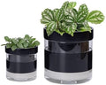 Phoenix Vine 6 Inch 4 Inch Self Watering Terracotta Planter, Black Terracotta Clay Pot with Glass Reservoir for Indoor Plants, Herbs, Flowers, 52-C-G-46 by Phoenix+Vine