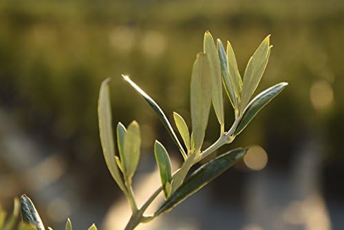 Perfect Plants Arbequina Olive Tree, 2-3 ft, Patio or Landscape - Image 3