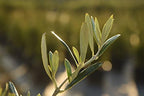 Perfect Plants Arbequina Olive Tree, 3-4 ft, Patio or Landscape - Image 3