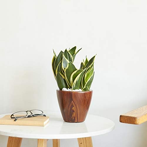 10 in Self-Watering Planters, 2-Pack, 10 Inch, Dark Brown Wood Look - Image 5