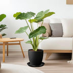 Flower Pot Saucer 12 Inch - Ceramic Plant Saucer for Outdoors Plant Drip Tray for Pots Indoor No Holes Large Plant Dishes to Catch Water Decorative Plant Drainage Tray Black - Image 6