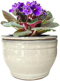 African Violet Pots Self Watering White 6 inch by Dphagesy