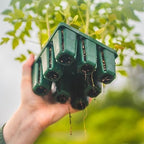 Vego garden Seedling Suite Products, 4 Pack Standard Seedling Trays with Seedling Tray Lids and 10" x 10" Bottom Watering Trays - Image 6