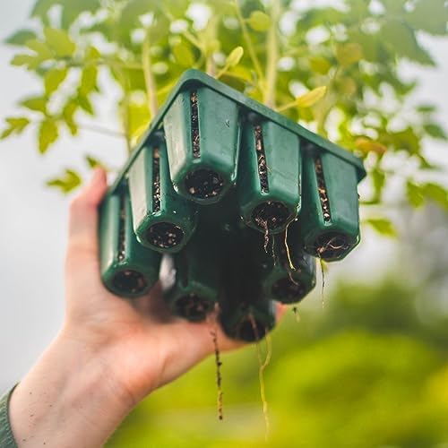 Vego garden Seedling Suite Products, 4 Pack Standard Seedling Trays with Seedling Tray Lids and 10" x 10" Bottom Watering Trays - Image 6
