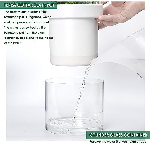 Phoenix Vine 6 Inch Self Watering Planter, White Terracotta Clay Pot with Glass Reservoir for Indoor Plants, Herbs, Flowers, Set of 1, 52-B-F-1 - Image 6