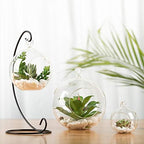 WGV Hanging Terrarium Globe, Width 2.5", Height 3", DIY Air Succulent Planter, Clear Glass Vase Orb with Flat Bottom, Candle Holder for Windowsill Outdoor Garden Decor, 6 Pieces Bulk - Image 7