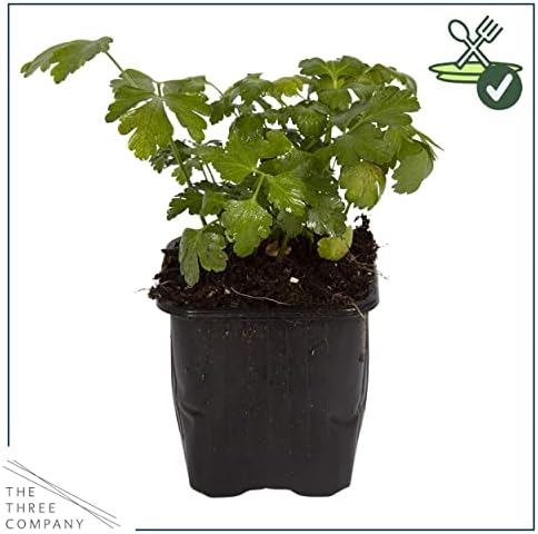 The Three Company Herb - Live Aromatic Herb, Parsley (4 Pack) - Image 3