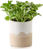 Nihow Ceramic Self Watering Plant Pot for Indoor Plants, 6 Inch,Cream White by Nihow