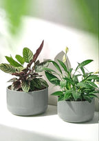 Ceramic Planters - House Grey-Blue Big Plant Pot, Set of 2 - Image 6