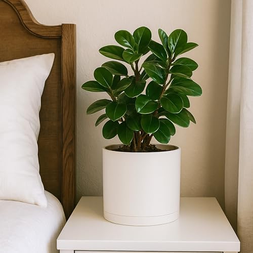 D'vine Dev Plastic Planter Pot with Saucer, 8 in, Oatmeal, 74-X-H-1 - Image 2