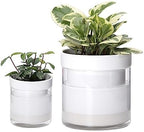 Phoenix Vine 6 Inch 4 Inch Self Watering Planter, White Terracotta Clay Pots with Glass Reservoir for Indoor Plants, Herbs, Flowers, 52-B-G-46 by Phoenix+Vine