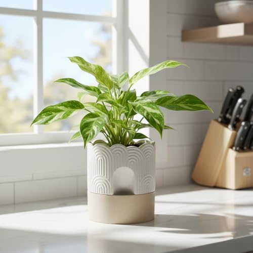 Nihow Ceramic Self Watering Pots for Indoor Plants, 6 Inch,Beige - Image 5
