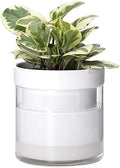 Phoenix Vine 6 Inch Self Watering Planter, White Terracotta Clay Pot with Glass Reservoir for Indoor Plants, Herbs, Flowers, Set of 1, 52-B-F-1 by Phoenix+Vine