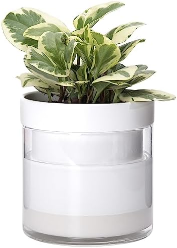 Phoenix Vine 6 Inch Self Watering Planter, White Terracotta Clay Pot with Glass Reservoir for Indoor Plants, Herbs, Flowers, Set of 1, 52-B-F-1 by Phoenix+Vine