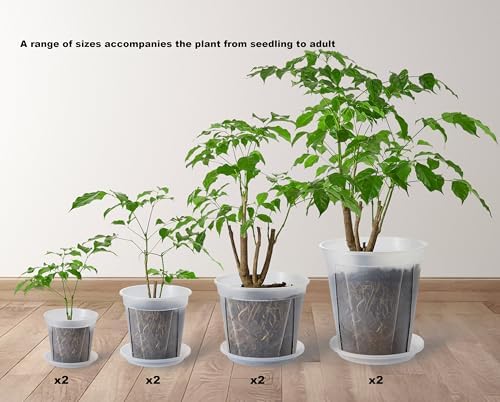 Clear Plant Nursery pots with Saucers,5/6/7/8 inch 8 Pack - Image 2