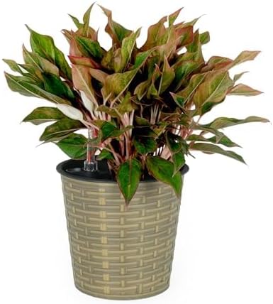 13.4" Self-Watering Wicker Planter, 13.4 Inch Round, Natural - Image 2
