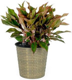 13.4" Self-Watering Wicker Planter, 13.4 Inch Round, Natural - Image 2