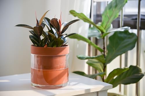 Phoenix Vine 6 Inch Self Watering Planter Pot, Terracotta Clay Pot with Glass Reservoir for Indoor Plants, Herbs, Flowers, Set of 2, 52-A-F-2 - Image 5