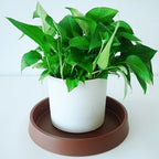 Plant Saucer Tray for Ceramic Plastic Pots, 20 inch Plant Saucers for Indoors, Pot Saucers Trays, Bird Bath Bowls, Flower Planter Water Drip Trays for Pots Base (20", Brown) - Image 4