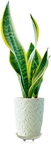 Idyllize 5 Pieces of 16 inch Clear Thick Plastic Heavy Duty Sturdy Plant Saucer Drip Trays for pots (16'') - Image 4