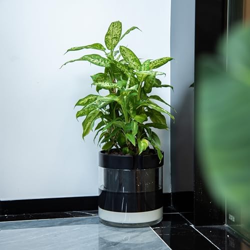 Phoenix Vine 10 Inch Self Watering Terracotta Planter, Black Terracotta Clay Pot with Glass Reservoir for Indoor Plants, Herbs, Flowers, Set of 1, 52-C-I-1 - Image 6