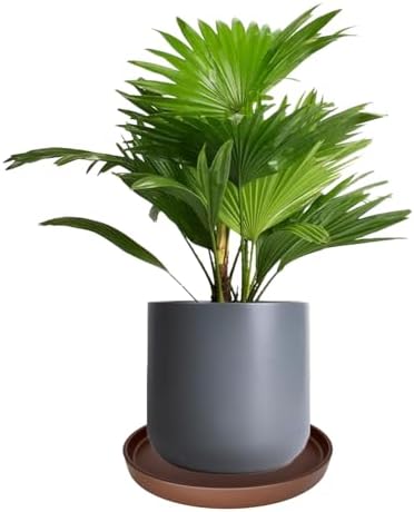 Yukfona Ceramic Plant Saucer Tray 1 Pcs 12 Inch Brown, 12.5" OD x11.9 ID x1.6 Deep| Fits Flower pots Bottom≤ 11.9", Heavy Duty Glazed Round Planter Drip with Catch Basin for Indoor Outdoor Plants - Image 4