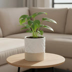 Nihow Ceramic Self Watering Plant Pot for Indoor Plants, 6 Inch,Cream White - Image 4
